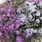 PHLOX MIX