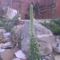 Télálló kaktuszok 