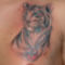 9474724757_backardi tigris