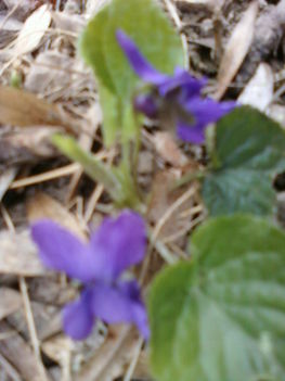ibolya 