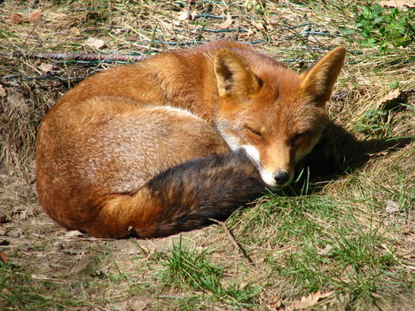 3076966727_Wild_animal_126__sweet_red_fox_by_Momotte2stocks