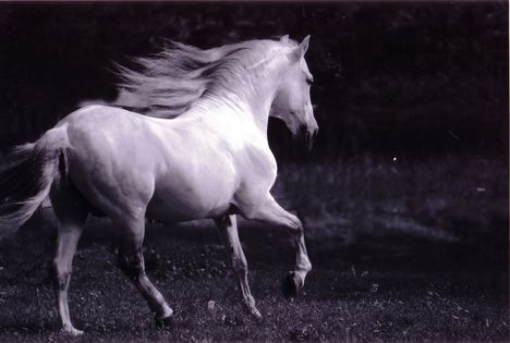andaluz3