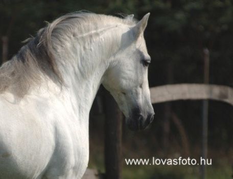 Andaluz