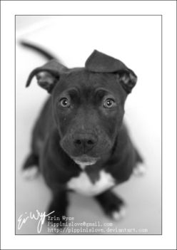 Animal_Shelter__Pit_Puppy_3_by_Pippinislove