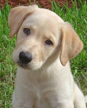 buffett_labrador_