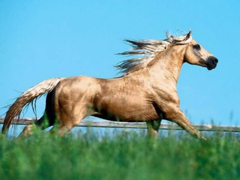 elegant-horse