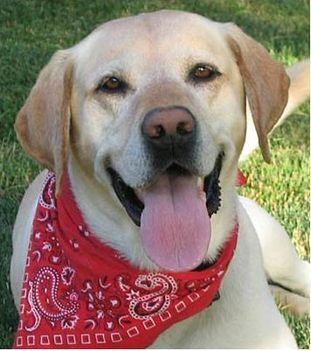 labrador