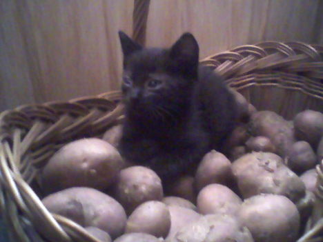 Lucifer szenved