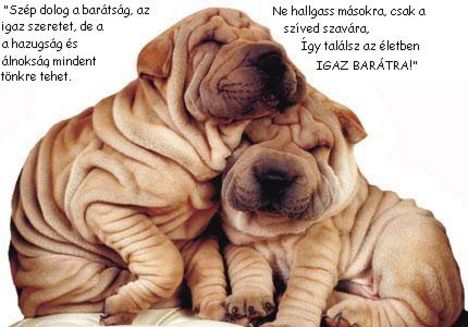 sharpei