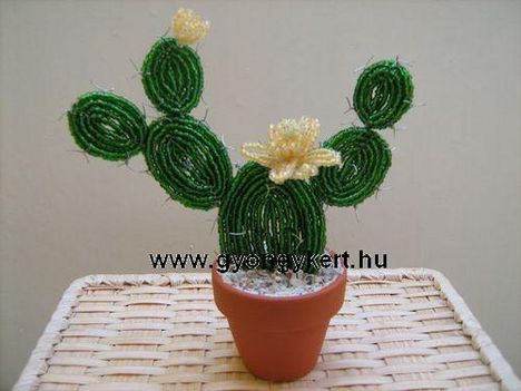 Kaktusz opuntia