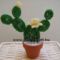 Kaktusz opuntia