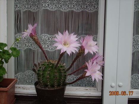 Echinopsis oxygona