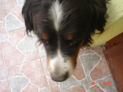 emos kutyus :D