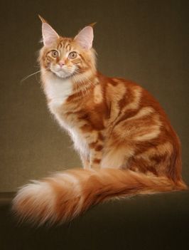 maine coon