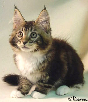 maine coon