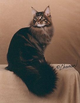 maine coon