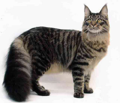 maine coon