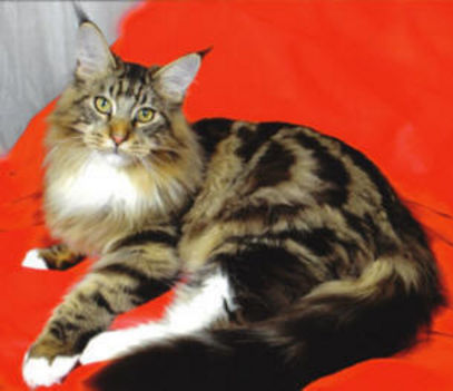 maine-coon