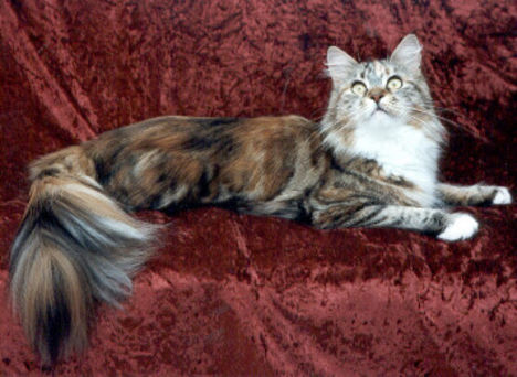 maine-coon