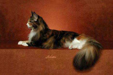 maine-coon