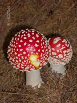 a legszebb gomba