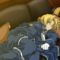 fullmetal_alchemist