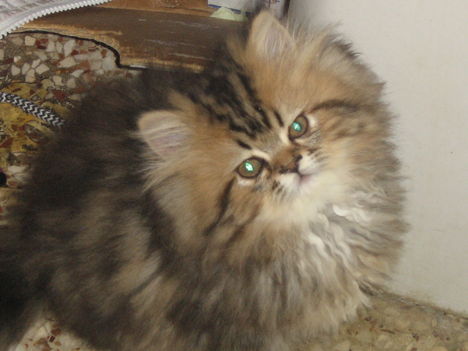 Kép 2007.11.15. 081