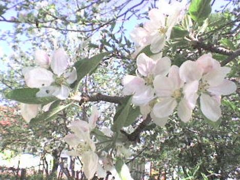 Almaf, hátul cseresznyefa virágzás