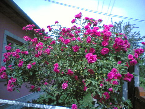 Virágaim  2