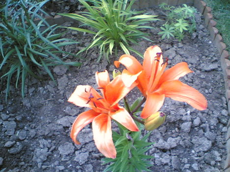 Virágaim  3