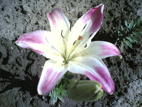 Virágaim  6