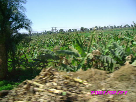 Banan ültetvény