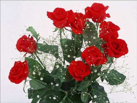 gyönyörű rózsák