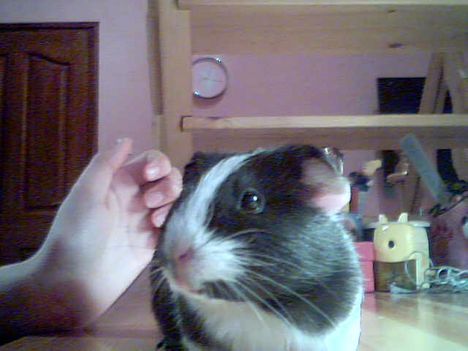 Mimi