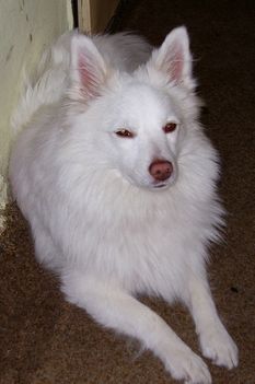 Oli2