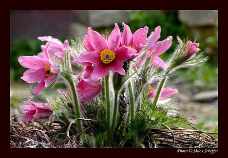 2008_Pulsatilla6_800