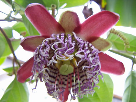  Marakuja (Golgota) virág