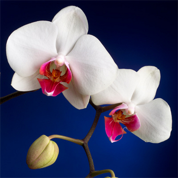 orchid_001