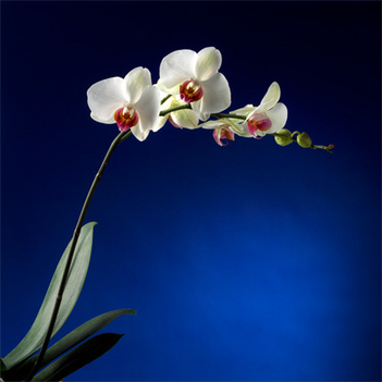 orchid_002