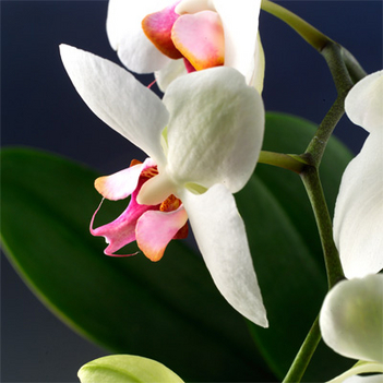 orchid_003