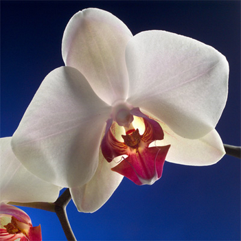 orchid_004