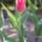  tulipán 2