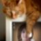 PhotoFunia-755d7