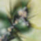 FRUHLING