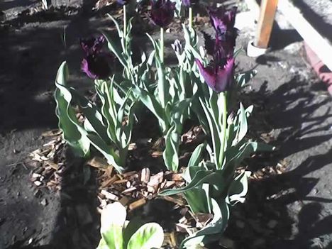 fekete tulipánok