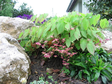 EPIMEDIUM