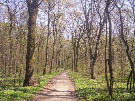 Kép 026