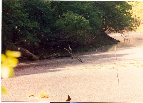 1994  06. 05. A  Fásduna a kishidról
