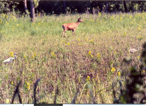 A Nagygöcsösön 1994 07