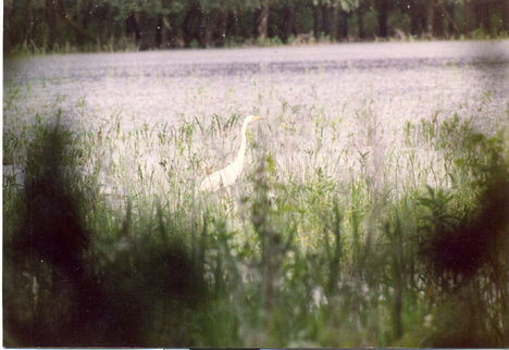 A Nagygöcsösön 1994  06 05